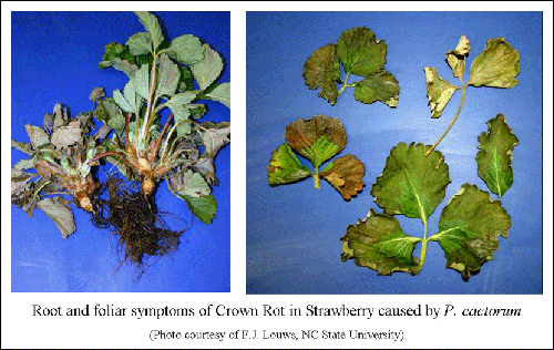 The symptoms of Crown Rot (Phytophthora Cactorum) Strawberry disease