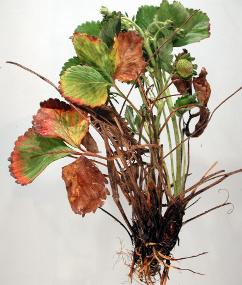 Strawberry suffering from Crown Rot (Phytophthora Cactorum)