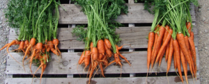 Use-Telone-II-To-Avoid-Nematodes-In-Carrot-Production-8