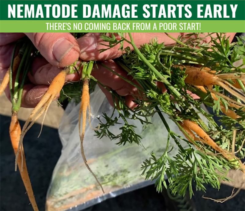 Using TELONE™ II To Combat Nematode Damage In Carrot Production – Leicesters Soil Solutions 1a